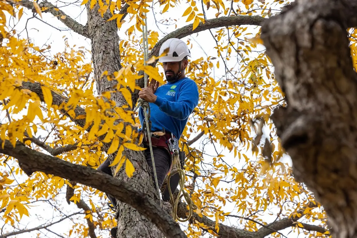 Skilled Tree Pruning crew working in Westby