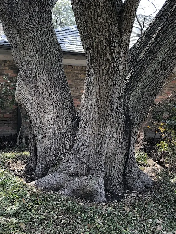Mature heritage tree close to a Westby property cared for by certified arborists